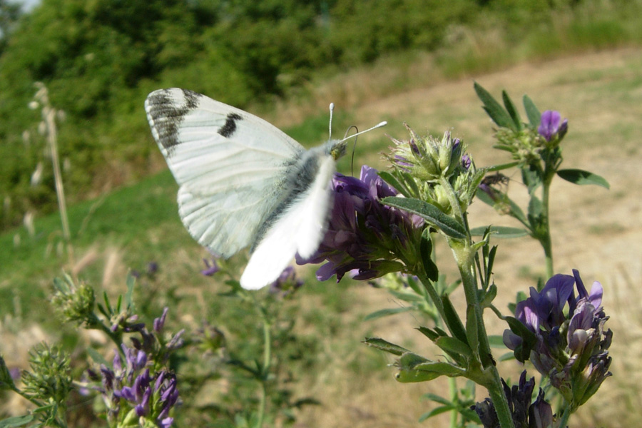 Euchloe ausonia (Lepidoptera, Pieridae)